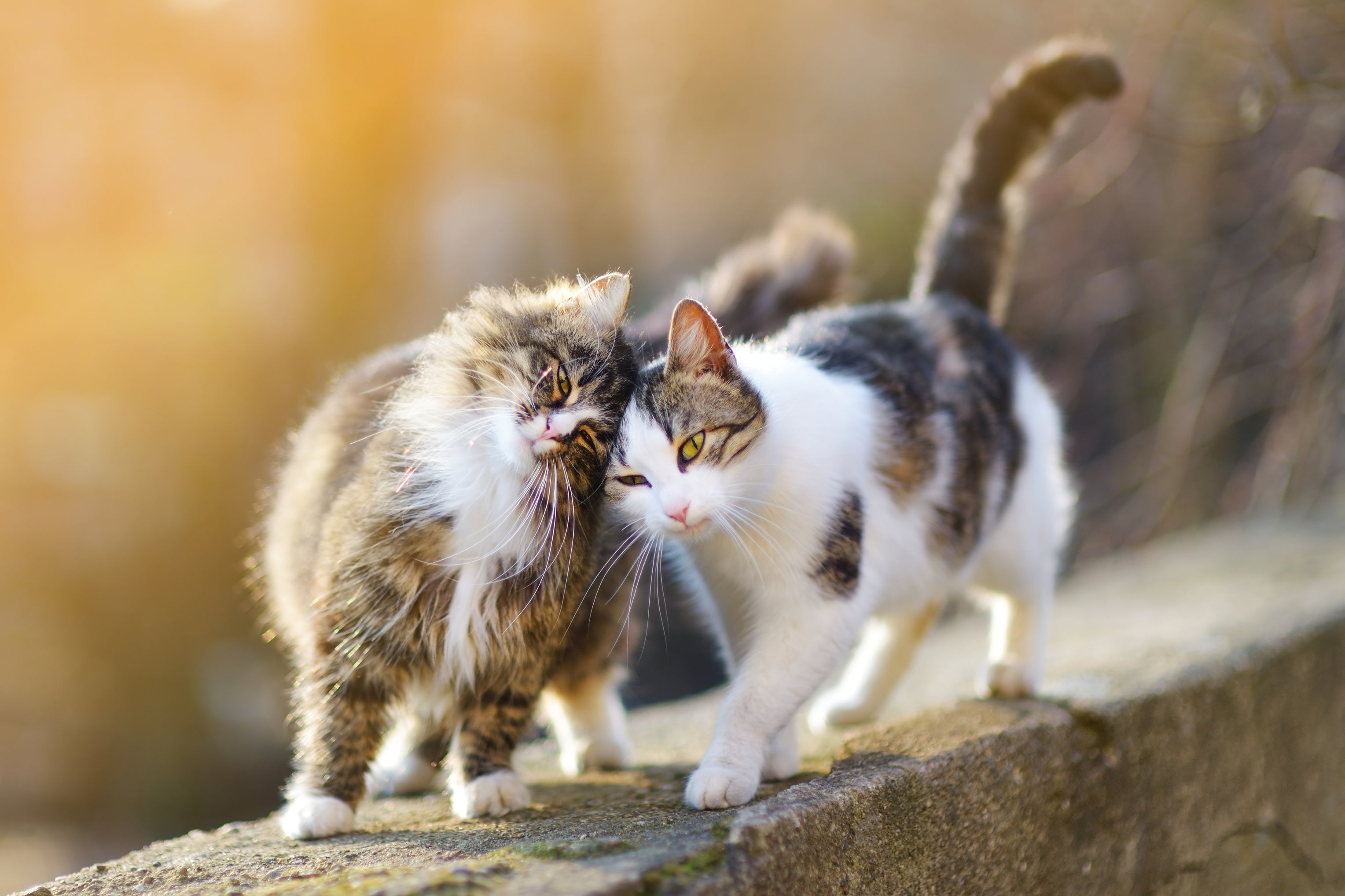 Una pintura de diamantes llamado 'Deux chats amicaux' - Meencantalapinturadediamantes