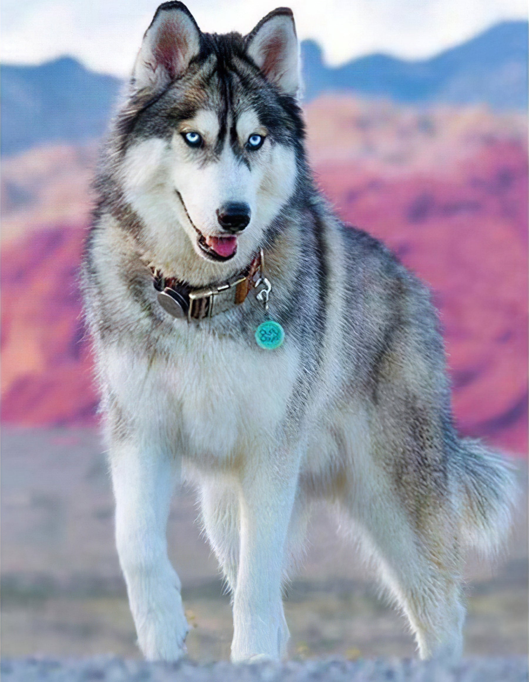 Un cuadro de diamantes de un Husky.