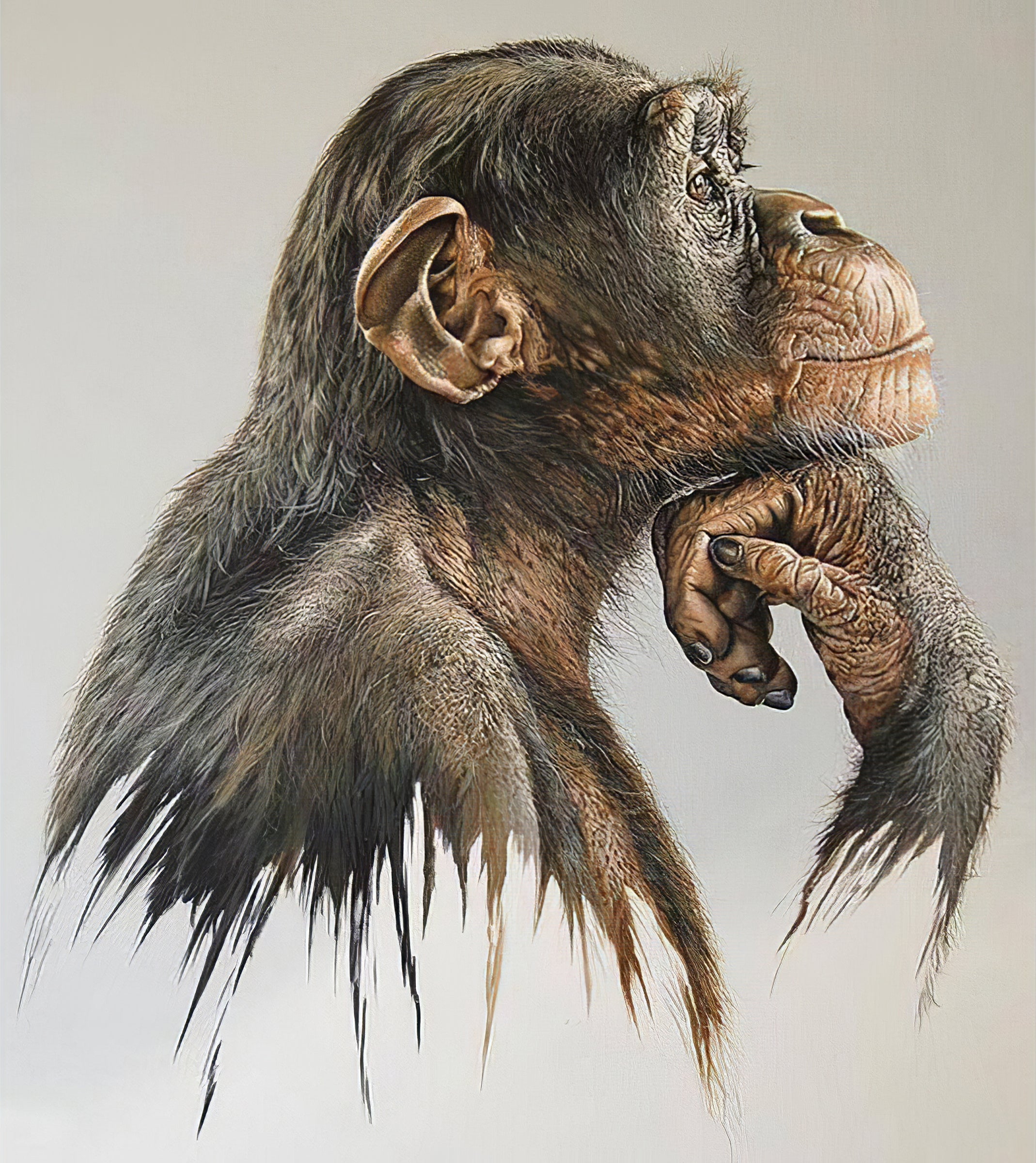 Una pintura de diamantes llamado 'Chimpancé pensando' - Meencantalapinturadediamantes