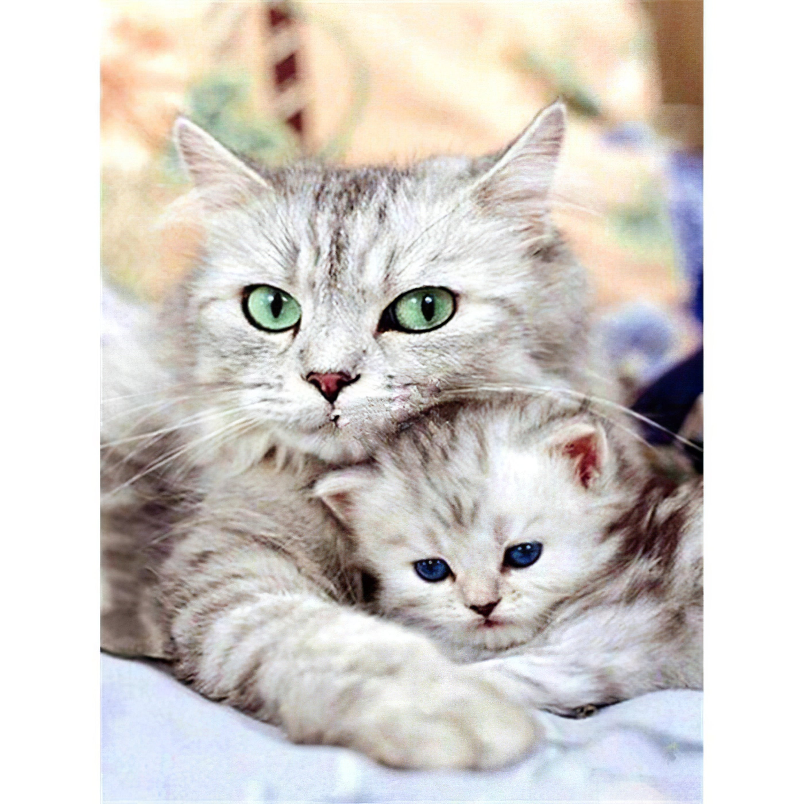 Una pintura de diamantes llamado 'Dos hermosos gatos' - Meencantalapinturadediamantes