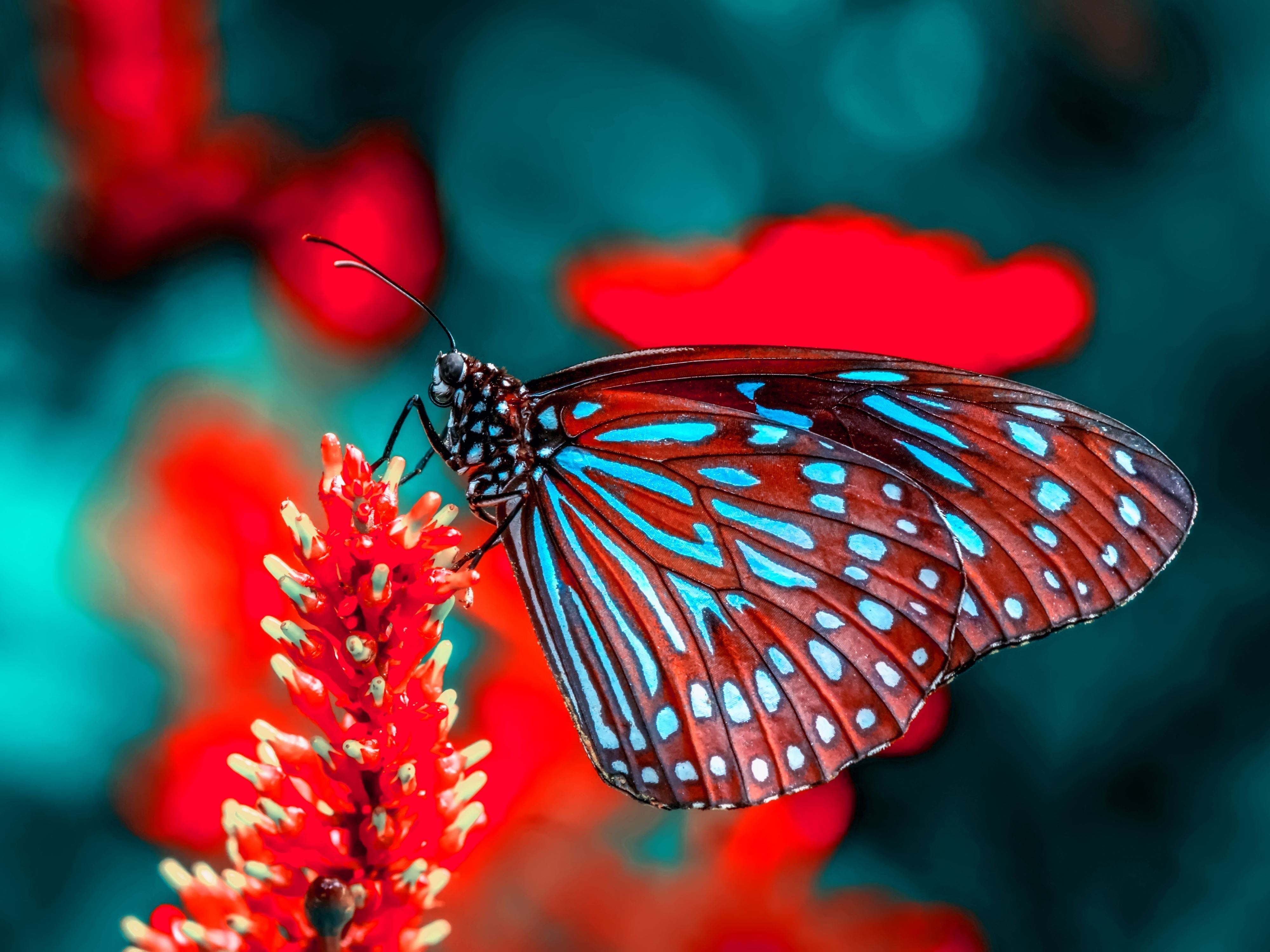 Una pintura de diamantes llamado 'Bonita mariposa roja y cian' - Meencantalapinturadediamantes