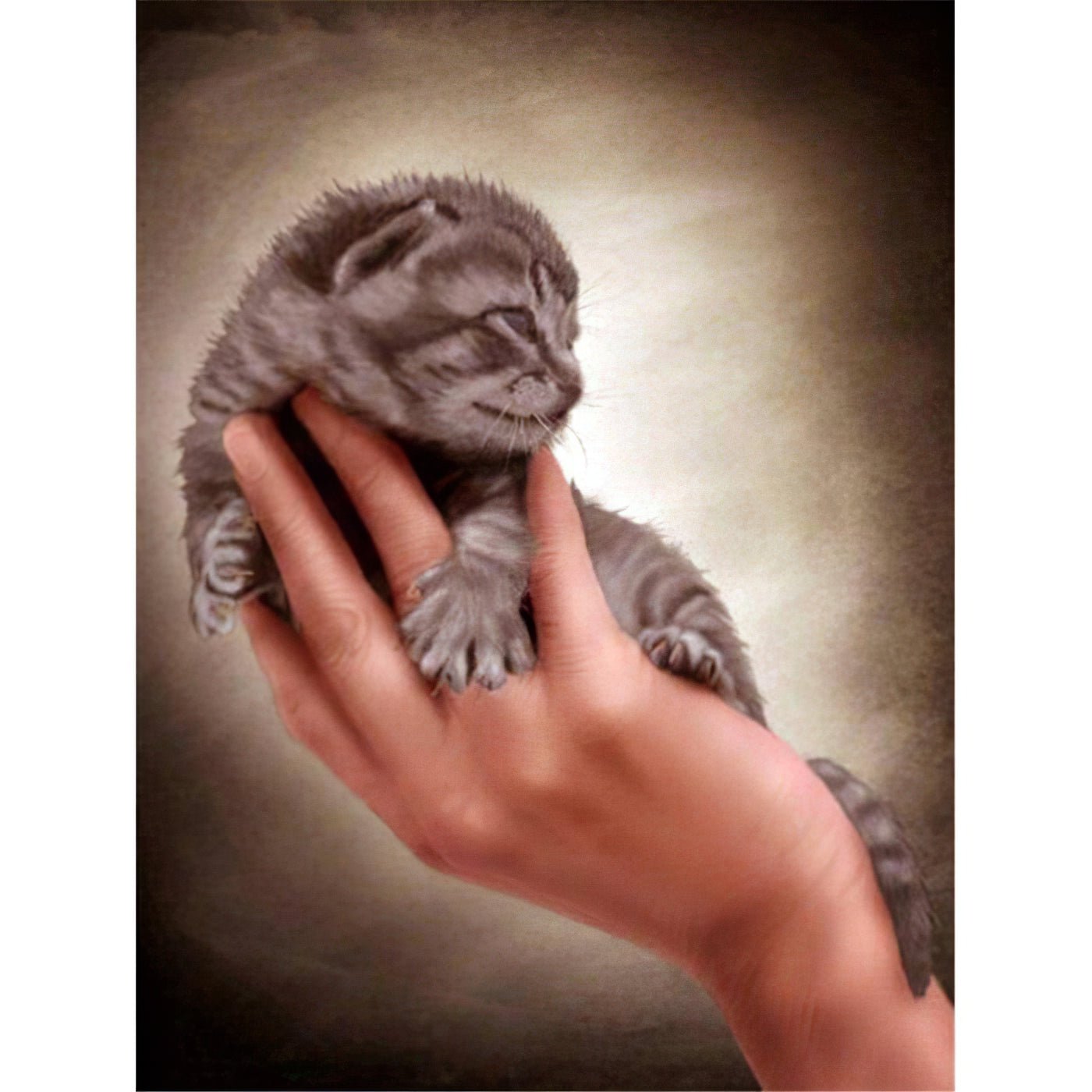 Una pintura de diamantes llamado 'Hermoso gatito en la mano' - Meencantalapinturadediamantes