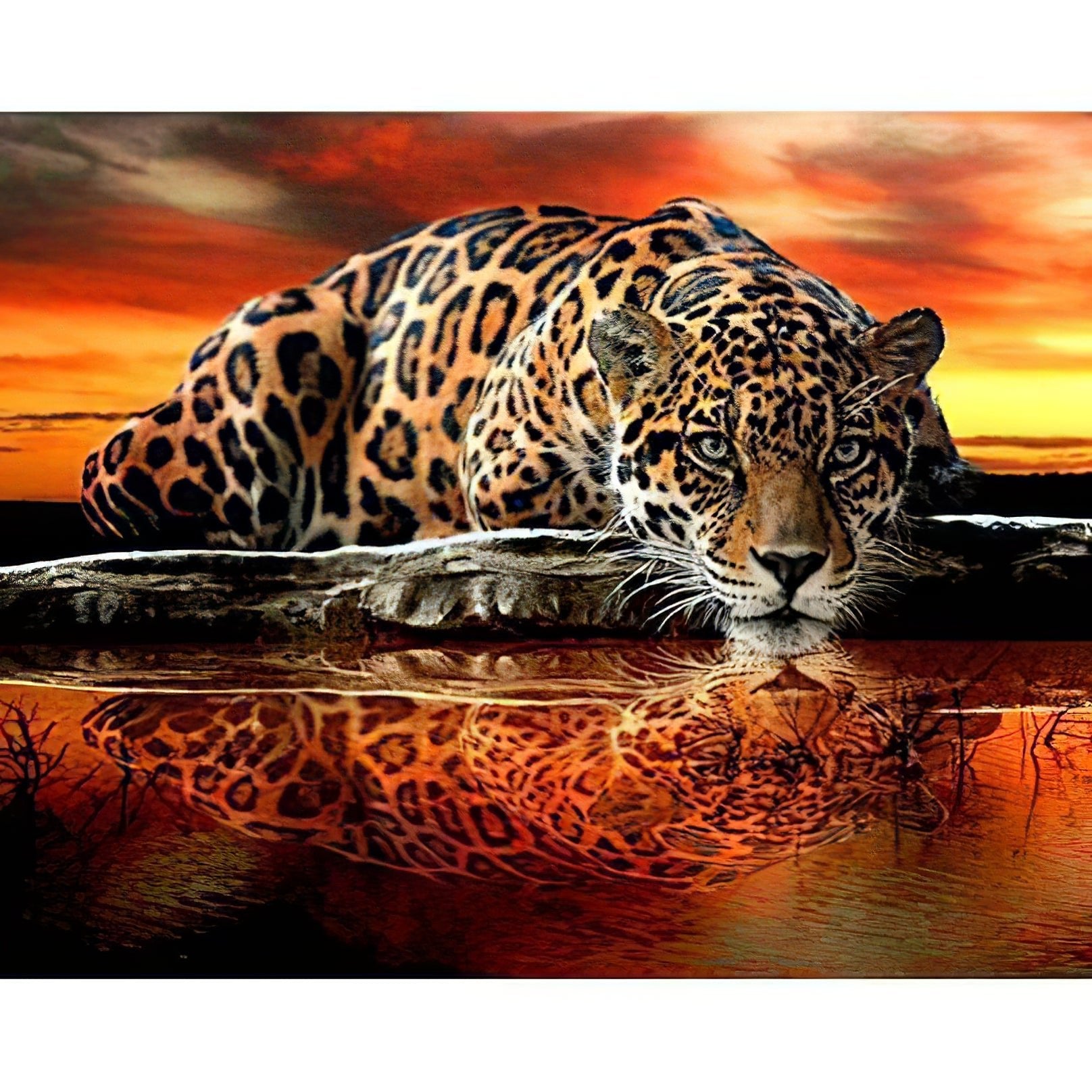 Una pintura de diamantes llamado 'Un tigre con su reflejo en el agua' - Meencantalapinturadediamantes